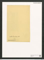 Diatomeae indet. Zeichnungen Sammlung Grunow (NHMW-BOT-W0371141)